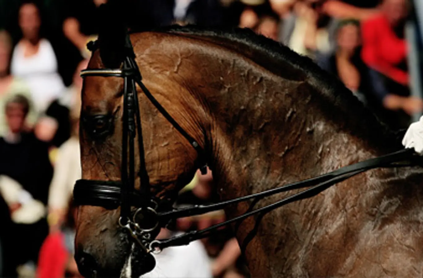 Udsnit af en hest ved et ridestævne.