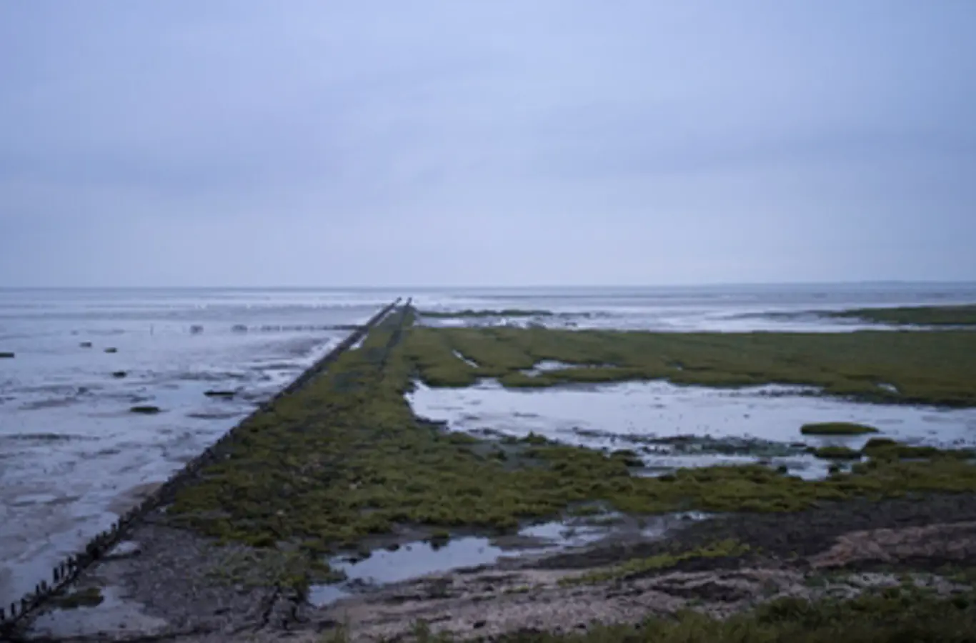 Vadehavet.